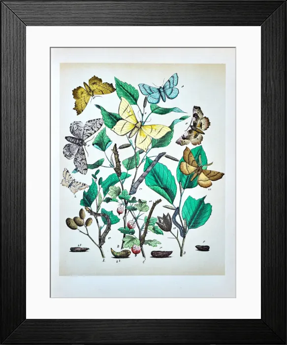 Framed Print : Butterflies, Moths, Insects and Plants - Illustration 1889 Framed Print : Butterflies, Moths, Insects and Plants - Illustration 1889
