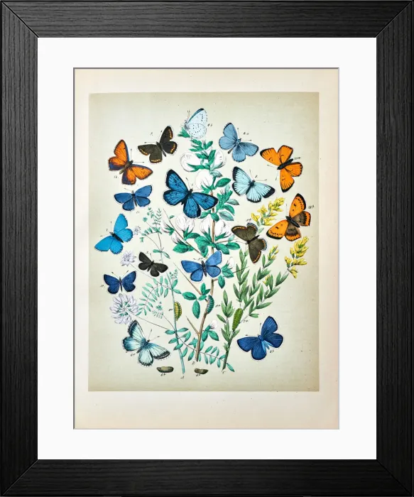 Framed Print : Butterflies, Moths, Insects and Plants - Illustration 1889 Framed Print : Butterflies, Moths, Insects and Plants - Illustration 1889