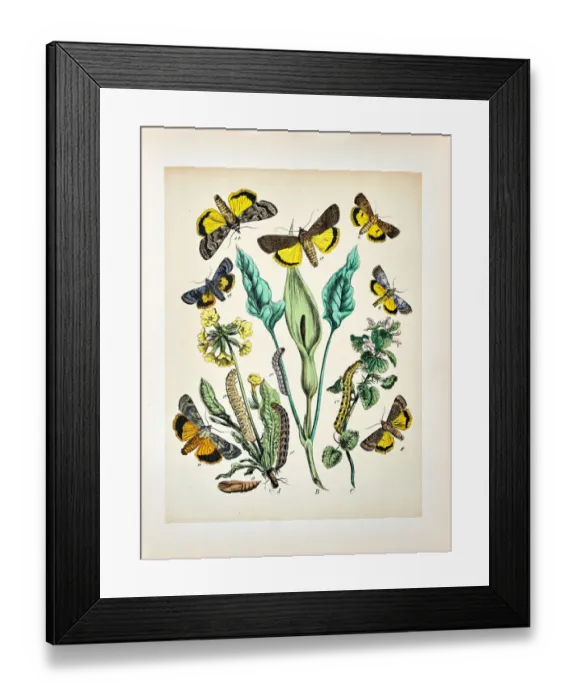 Framed Print : Butterflies, Moths, Insects and Plants - Illustration 1889 Framed Print : Butterflies, Moths, Insects and Plants - Illustration 1889