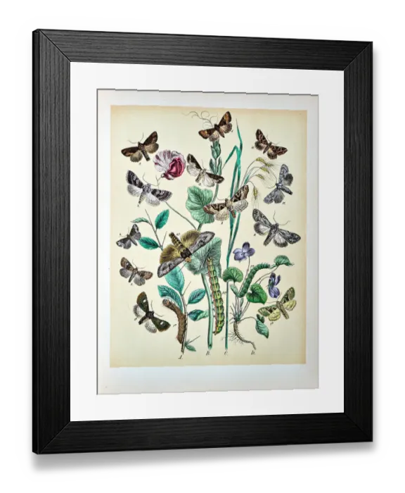 Framed Print : Butterflies, Moths, Insects and Plants - Illustration 1889 Framed Print : Butterflies, Moths, Insects and Plants - Illustration 1889