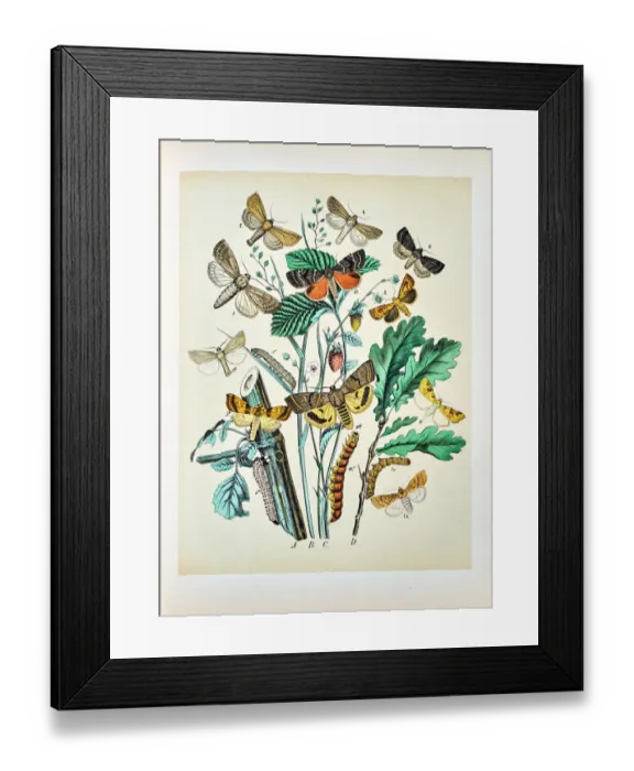 Framed Print : Butterflies, Moths, Insects and Plants - Illustration 1889 Framed Print : Butterflies, Moths, Insects and Plants - Illustration 1889
