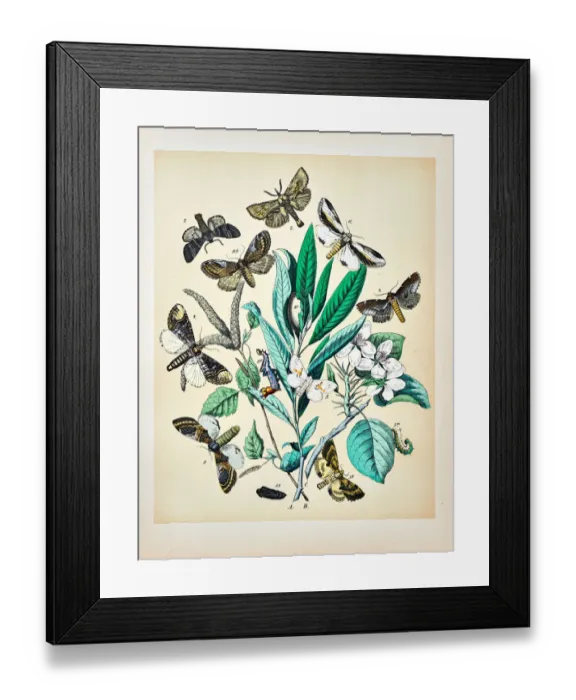 Framed Print : Butterflies, Moths, Insects and Plants - Illustration 1889 Framed Print : Butterflies, Moths, Insects and Plants - Illustration 1889