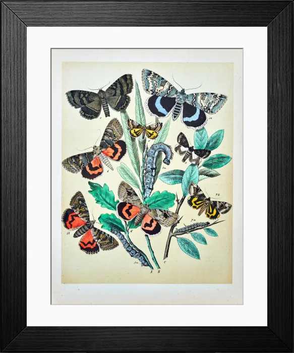 Framed Print : Butterflies, Moths, Insects and Plants - Illustration 1889 Framed Print : Butterflies, Moths, Insects and Plants - Illustration 1889