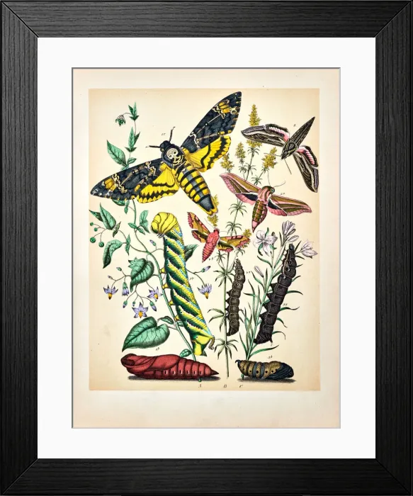 Framed Print : Butterflies, Moths, Insects and Plants - Illustration 1889 Framed Print : Butterflies, Moths, Insects and Plants - Illustration 1889