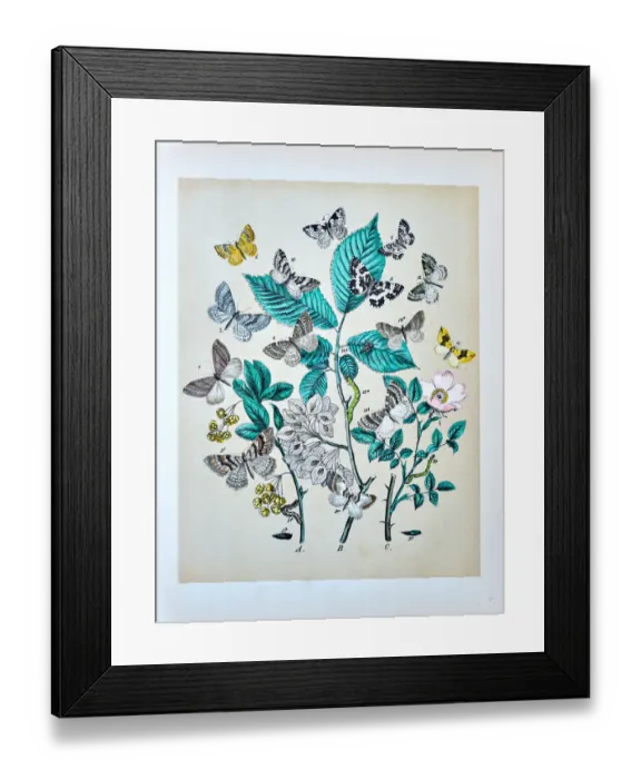 Framed Print : Butterflies, Moths, Insects and Plants - Illustration 1889 Framed Print : Butterflies, Moths, Insects and Plants - Illustration 1889