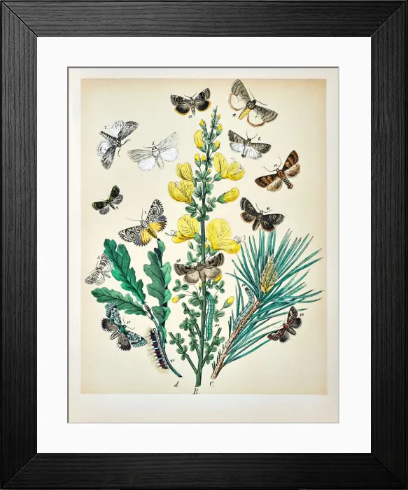 Framed Print : Butterflies, Moths, Insects and Plants - Illustration 1889 Framed Print : Butterflies, Moths, Insects and Plants - Illustration 1889