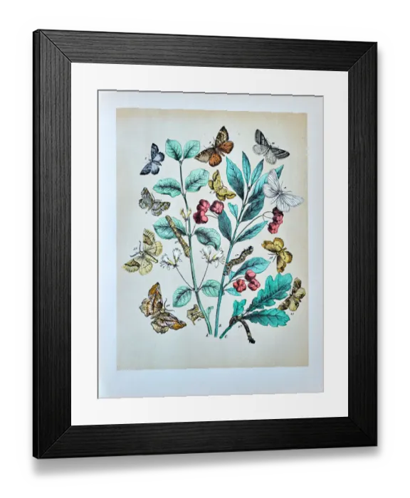 Framed Print : Butterflies, Moths, Insects and Plants - Illustration 1889 Framed Print : Butterflies, Moths, Insects and Plants - Illustration 1889