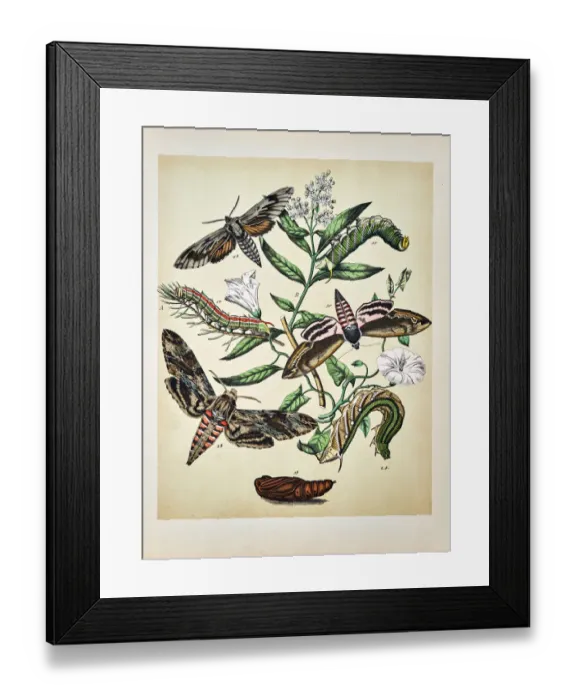 Framed Print : Butterflies, Moths, Insects and Plants - Illustration 1889