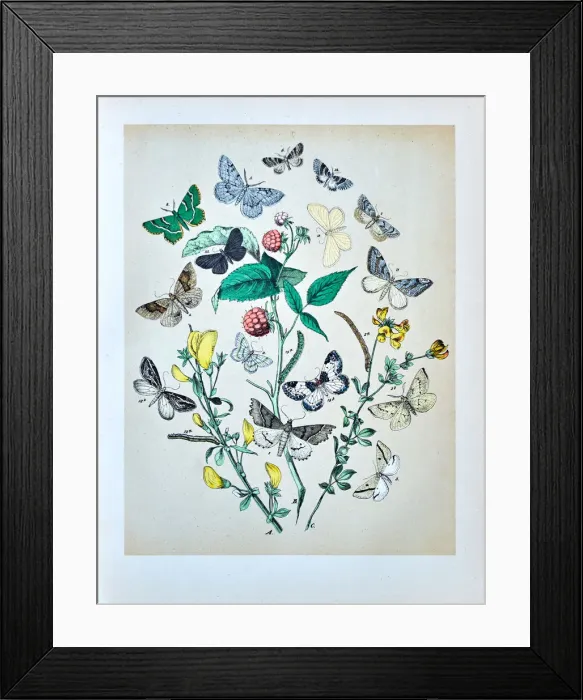 Framed Print : Butterflies, Moths, Insects and Plants - Illustration 1889 Framed Print : Butterflies, Moths, Insects and Plants - Illustration 1889