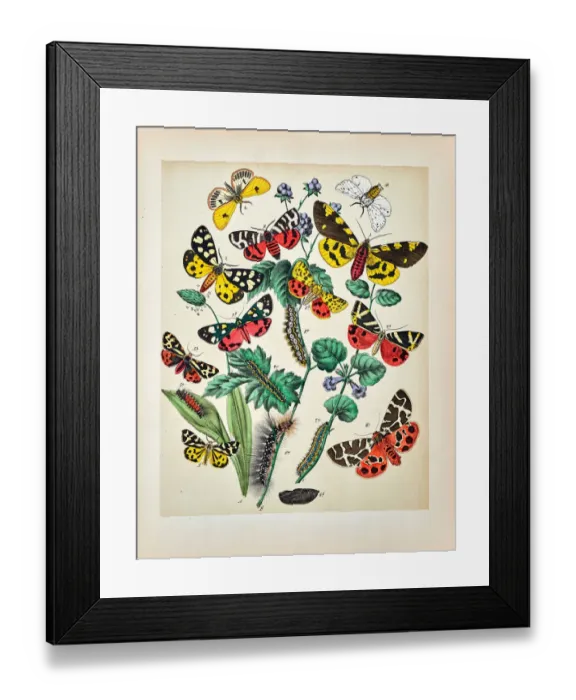 Framed Print : Butterflies, Moths, Insects and Plants - Illustration 1889 Framed Print : Butterflies, Moths, Insects and Plants - Illustration 1889