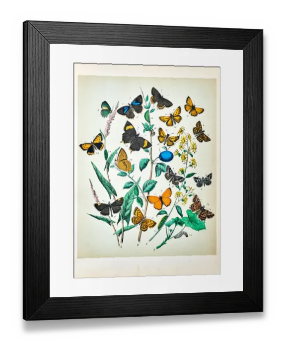 Framed Print : Butterflies, Moths, Insects and Plants - Illustration 1889 Framed Print : Butterflies, Moths, Insects and Plants - Illustration 1889