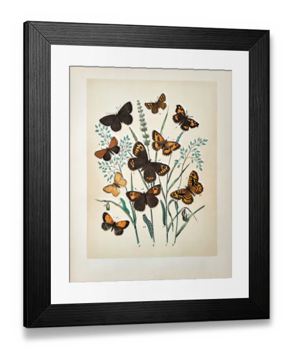 Framed Print : Butterflies, Moths, Insects and Plants - Illustration 1889 Framed Print : Butterflies, Moths, Insects and Plants - Illustration 1889