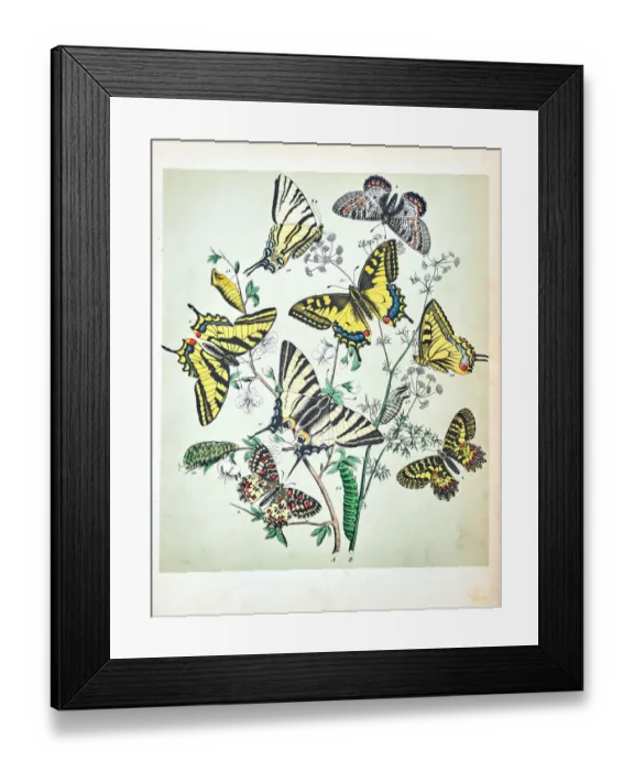 Framed Print : Butterflies, Moths, Insects and Plants - Illustration 1889 Framed Print : Butterflies, Moths, Insects and Plants - Illustration 1889