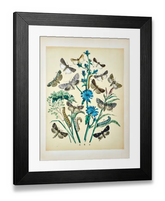 Framed Print : Butterflies, Moths, Insects and Plants - Illustration 1889 Framed Print : Butterflies, Moths, Insects and Plants - Illustration 1889