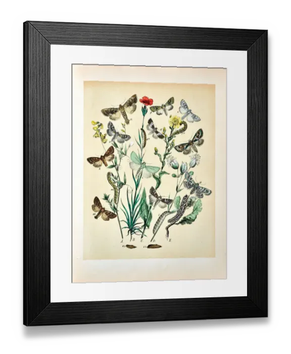 Framed Print : Butterflies, Moths, Insects and Plants - Illustration 1889 Framed Print : Butterflies, Moths, Insects and Plants - Illustration 1889