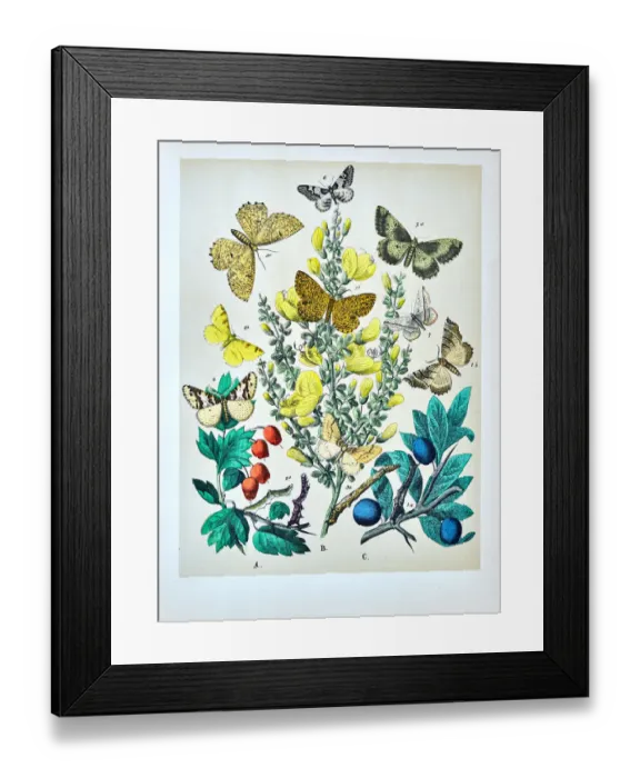 Framed Print : Butterflies, Moths, Insects and Plants - Illustration 1889 Framed Print : Butterflies, Moths, Insects and Plants - Illustration 1889
