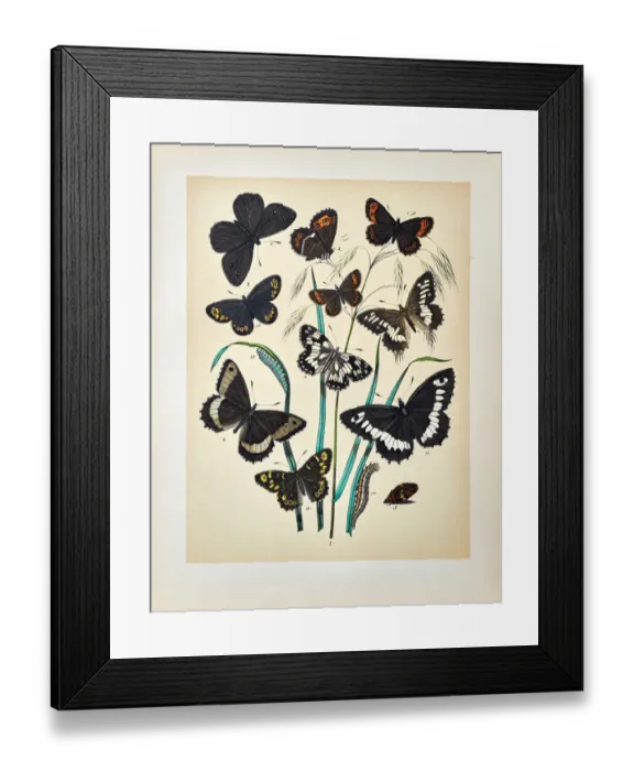 Framed Print : Butterflies, Moths, Insects and Plants - Illustration 1889 Framed Print : Butterflies, Moths, Insects and Plants - Illustration 1889