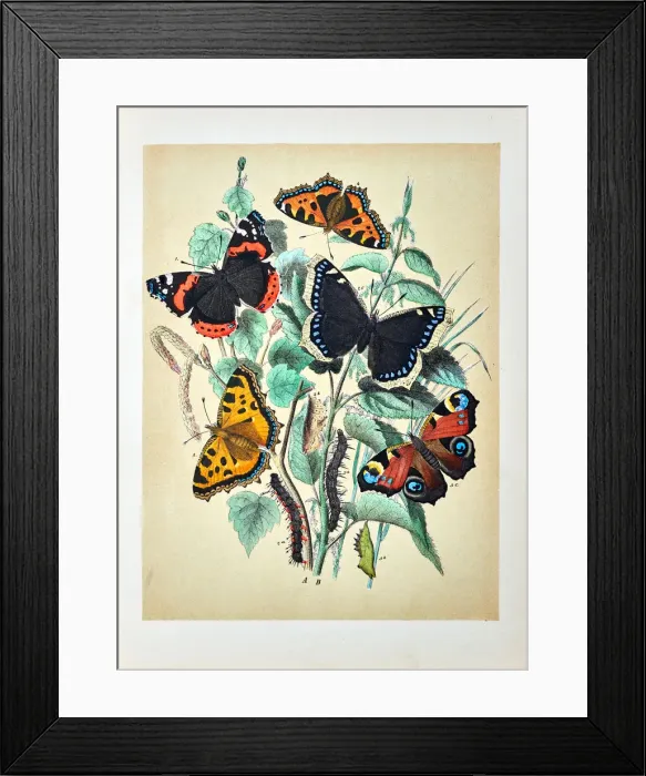 Framed Print : Butterflies, Moths, Insects and Plants - Illustration 1889 Framed Print : Butterflies, Moths, Insects and Plants - Illustration 1889