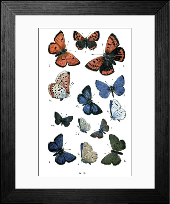 Framed Print : Butterflies Framed Print : Butterflies