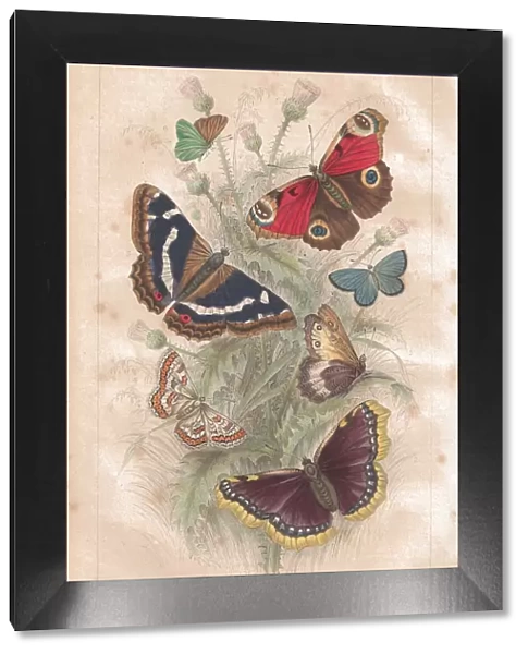 Antenna, Antique, Butterfly, Camberwell Beauty, Illustration and Painting, Insect