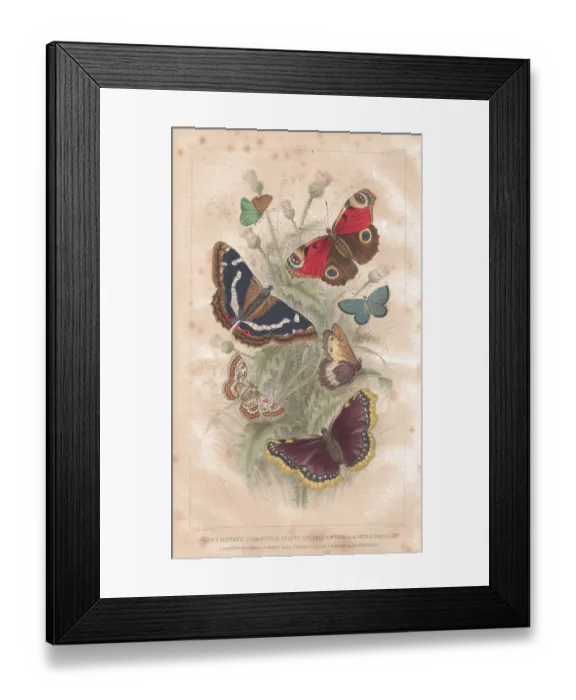 Framed Print : Antenna, Antique, Butterfly, Camberwell Beauty, Illustration and Painting, Insect Framed Print : Antenna, Antique, Butterfly, Camberwell Beauty, Illustration and Painting, Insect