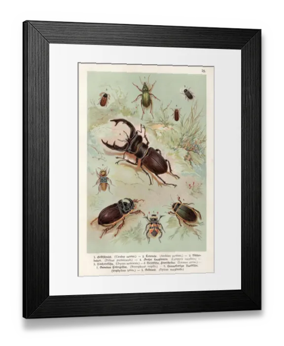 Framed Print : Beetles chromolithography 1888