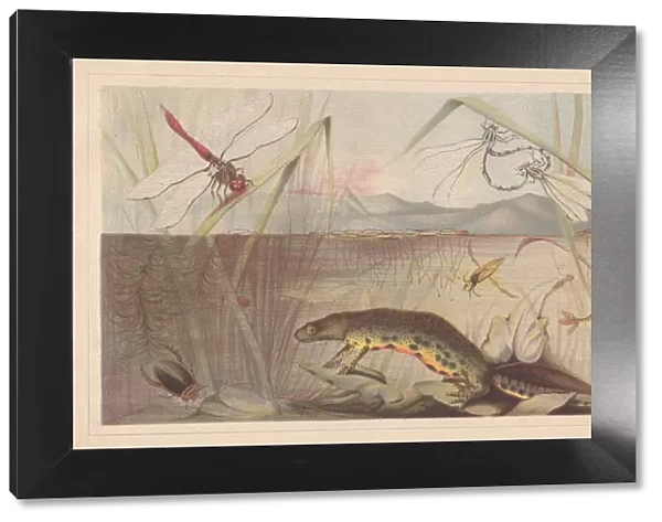 Aquatic insects, lithograph, published in 1868