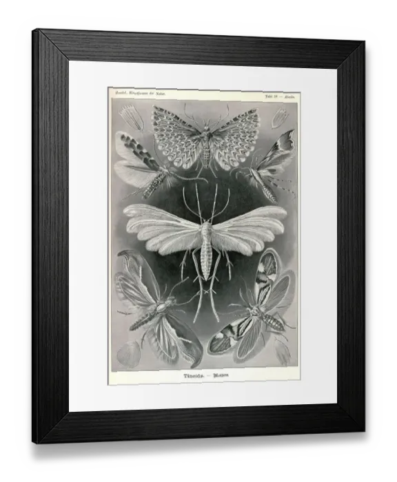 Framed Print : Fauna KdN t058 Alucita - Tineida