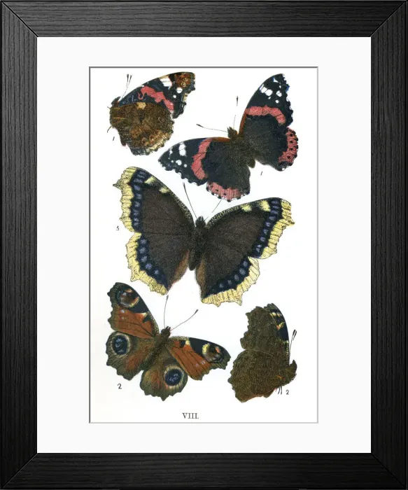 Framed Print : Butterflies Framed Print : Butterflies