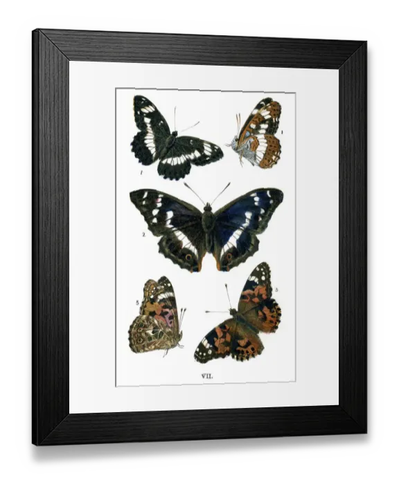 Framed Print : Butterflies Framed Print : Butterflies