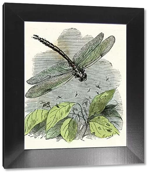 Dragonfly. Victorian vintage engraving of a dragonfly, France, 1875