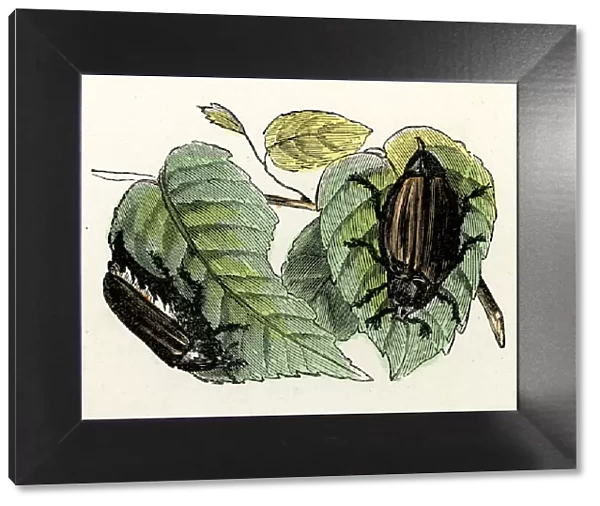 Beetle. Victorian vintage engraving of a beetle, France, 1875