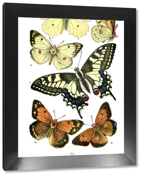 Butterfly, Animal Limb, Beauty In Nature, Beauty, Living Organism, Natural Pattern
