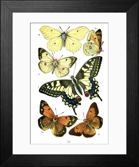 Framed Print : Butterfly, Animal Limb, Beauty In Nature, Beauty, Living Organism, Natural Pattern
