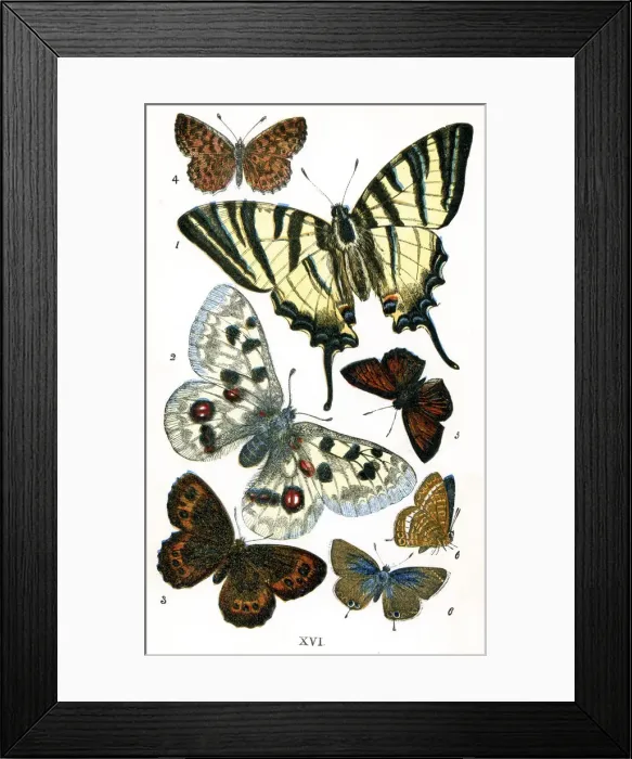 Framed Print : Collection, Butterfly, Animal, Animal Limb, Animal Themes, Apollo Butterfly, Arrangement Framed Print : Collection, Butterfly, Animal, Animal Limb, Animal Themes, Apollo Butterfly, Arrangement