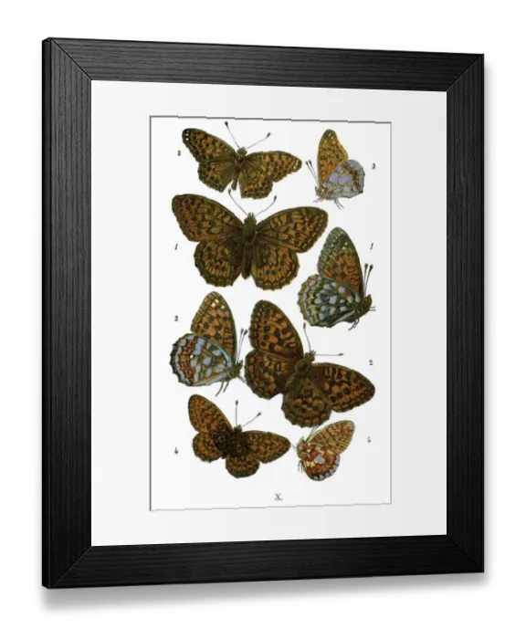 Framed Print : Butterfly, Animal, Animal Limb, Animal Themes, Arrangement, Arthropod, Beauty In Nature