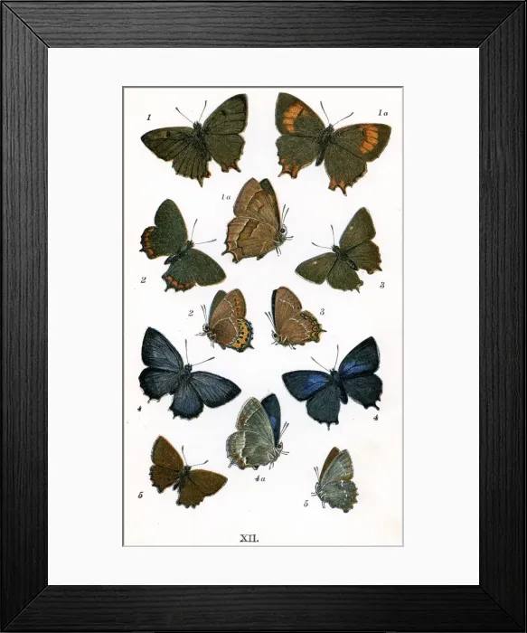 Framed Print : Butterflies Framed Print : Butterflies