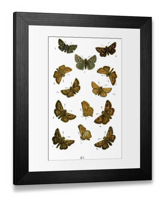 Framed Print : Woodland Skipper, Lepidoptera, Butterfly, Animal, Animal Limb, Animal Themes, Arrangement Framed Print : Woodland Skipper, Lepidoptera, Butterfly, Animal, Animal Limb, Animal Themes, Arrangement
