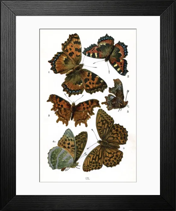 Framed Print : Butterflies Framed Print : Butterflies
