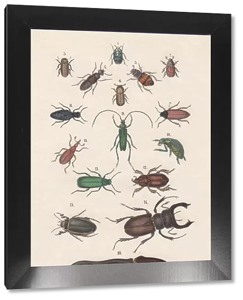 Beetles, hand-colored lithograph, published in 1880