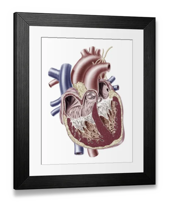Framed Print : Human heart, illustration Framed Print : Human heart, illustration