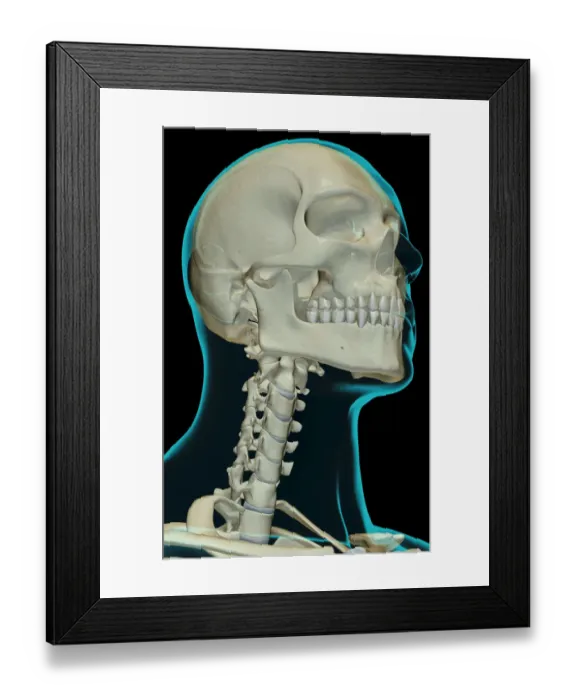 Framed Print : anatomy, below view, black background, bone, bone structure, bone structure of the head Framed Print : anatomy, below view, black background, bone, bone structure, bone structure of the head