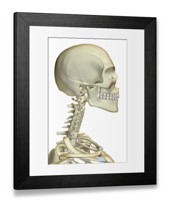 Framed Print : anatomy, bone, bone structure, bone structure of the face, bone structure of the head Framed Print : anatomy, bone, bone structure, bone structure of the face, bone structure of the head