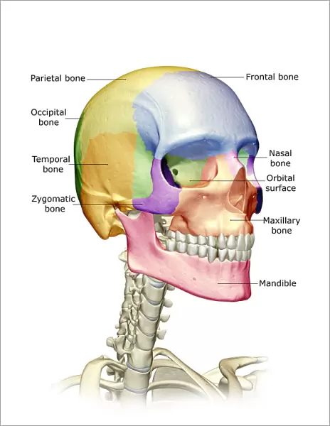 anatomy, bone, bone structure, bone structure of the face, bone structure of the head