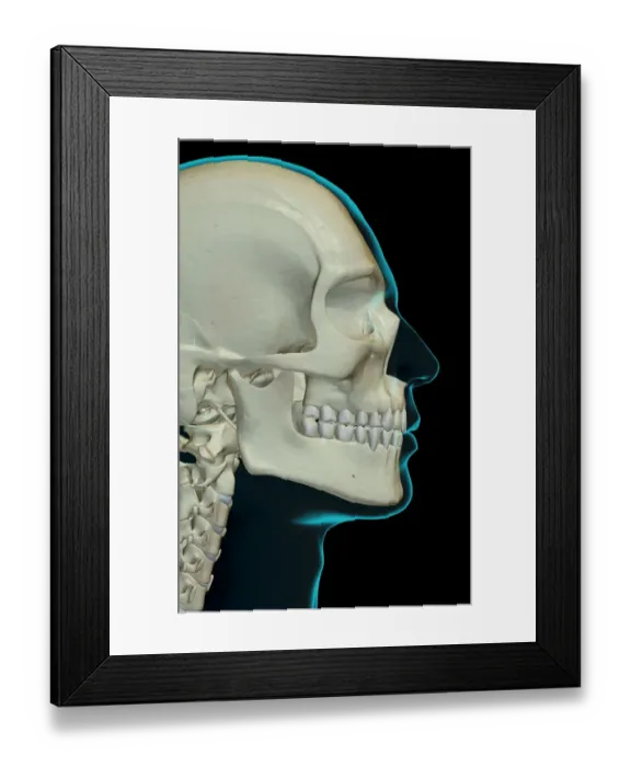 Framed Print : anatomy, black background, bone, bone structure, bone structure of the face, bone Framed Print : anatomy, black background, bone, bone structure, bone structure of the face, bone