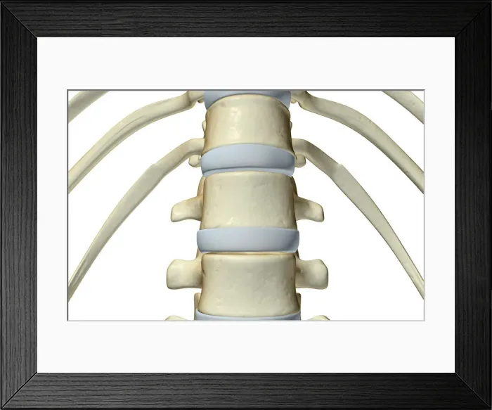 Framed Print : anatomy, bone, bone structure, bone structure of the vertebral column, bones, bones Framed Print : anatomy, bone, bone structure, bone structure of the vertebral column, bones, bones