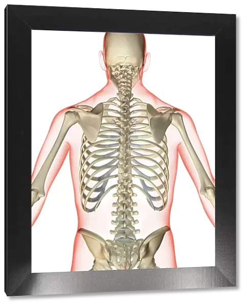 anatomy, axial skeleton, back, back bone structure, back bones, back view, bone, bone structure