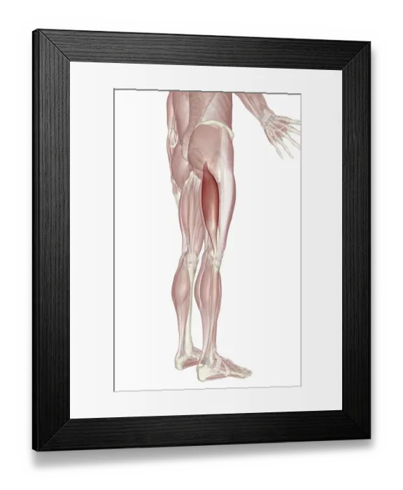Framed Print : anatomy, back view, below view, biceps femoris, hamstrings, human, illustration, leg