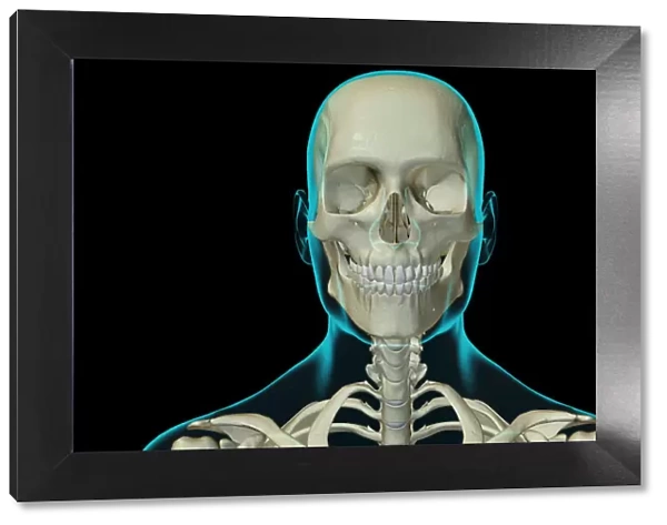 anatomy, black background, bone, bone structure, bone structure of the head, bone