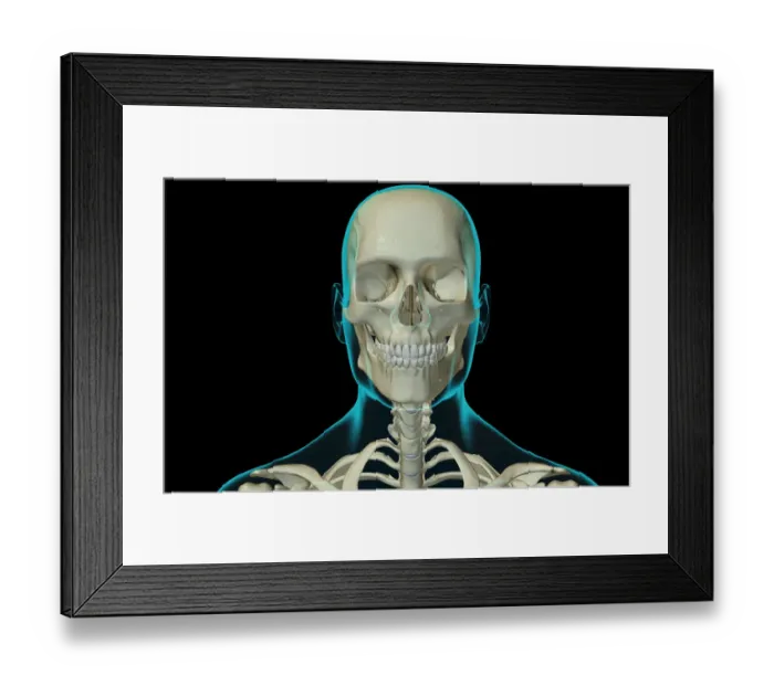 Framed Print : anatomy, black background, bone, bone structure, bone structure of the head, bone Framed Print : anatomy, black background, bone, bone structure, bone structure of the head, bone